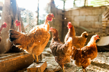 group of hens at sunset in hens-house