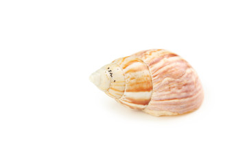 Sea shell isolated on white