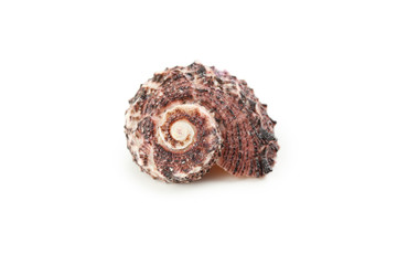 Sea shell isolated on white