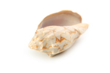 Sea shell isolated on white