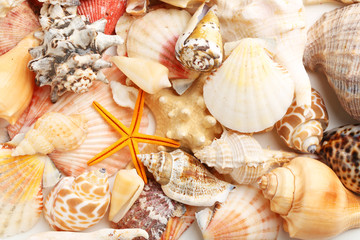 Sea shells background, close up