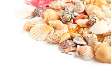 Sea shells on white background