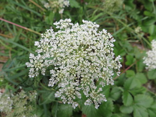 Fleurs de carotte sauvage 
