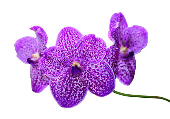 Orchid Flower isolated on white background.