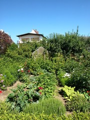 Üppig wuchernder grüner Garten mit Gewächshaus im Sommer bei blauem Himmel und Sonnenschein in...