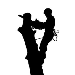 Arborist saws a tree at a height, silhouette