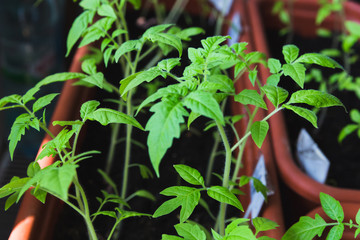 tomatoes