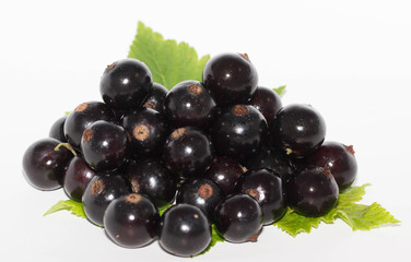 black currant