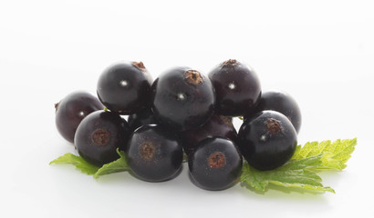 black currant