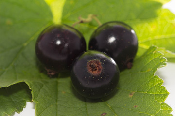 black currant