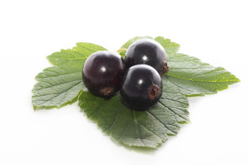 black currant