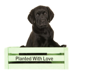 Cute retriever puppy dog sitting in a green crate isolated on a white background