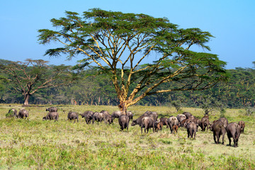Fototapeta premium Savanna with acacia trees