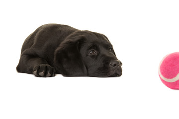 Cute black retriever puppy dog lying down looking at a pink ball isolated on a white background