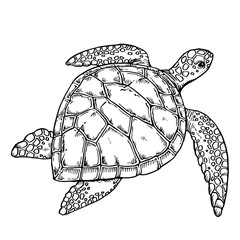 Obraz premium turtle 