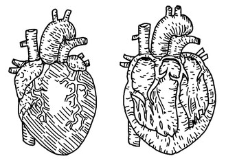 Heart anatomy