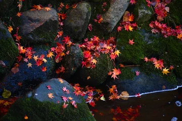 Papier Peint photo Automne Momiji leaves, Japanese maple on rocks