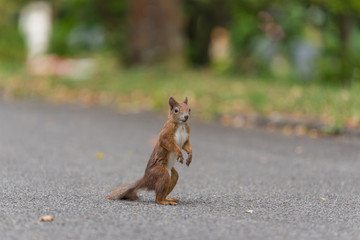 Eichhörnchen hält Ausschau