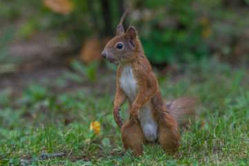Eichhörnchen hält Ausschau - obrazy, fototapety, plakaty