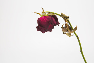 Dried Red Rose