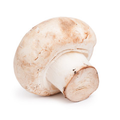 Fresh champignon mushroom