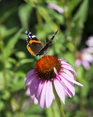 Schmetterling auf der Blume