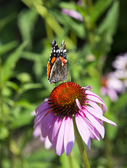 Blüte mit Schmetterling