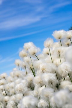 cotton grass on a background of blue sky