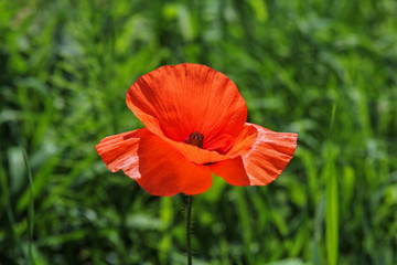 closeup of beautiful poppy flower