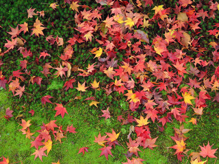 japanese maple leaf on ground, beautiful texture
