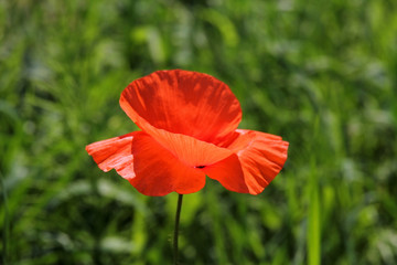 beautiful poppy flower