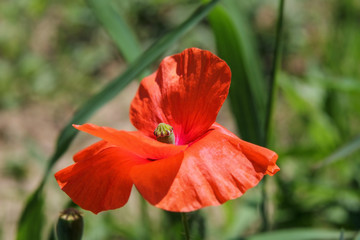Obraz premium closeup of poppy flower