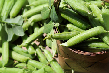 Freshly harvested green peas