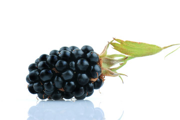 Blackberry fruit on white Background
