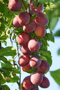 Branch of plum tree with  ripening fruits