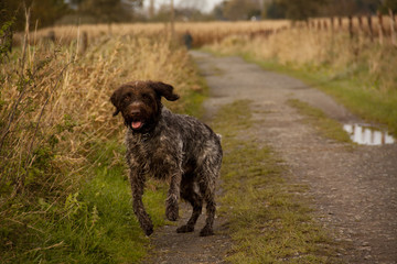 Korthals Griffon or Wirehaired Pointing Griffon running through the fields
