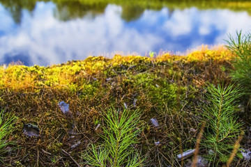 Moss background on the cliff above the river landscape
