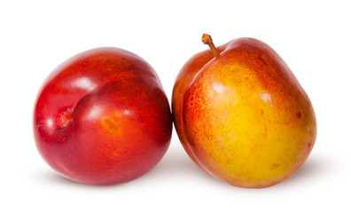 Two yellow and red plum near