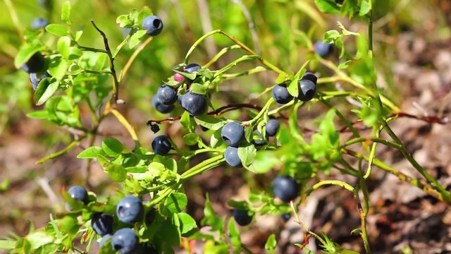 Forest blueberries bush