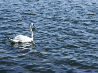 White Swan in Water