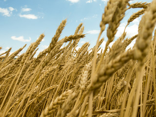 Fototapeta premium Ripe wheat sways in the wind