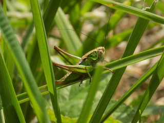 Grasshopper on grass blade