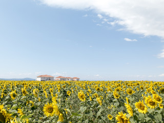 field of sunflowers with houses in the background