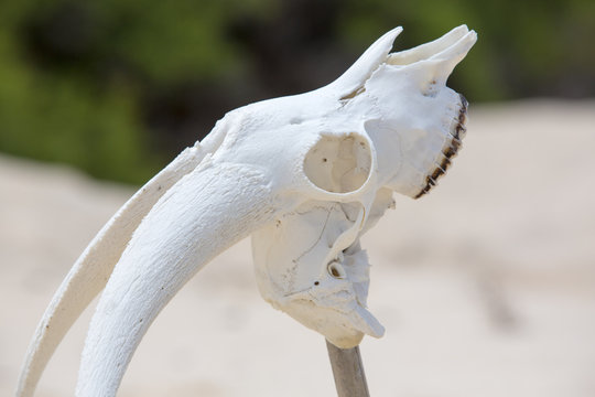 Animal white skull head bone on wild beach, Galapagos