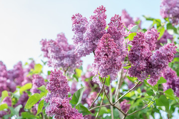 
Flowering branch of lilac
