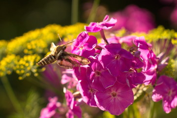 butterfly collects nectar