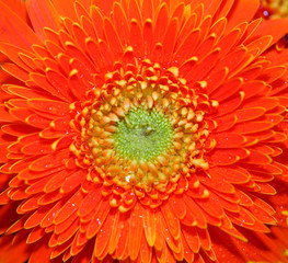 Macro gerber flowers background