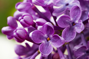 Naklejka na ściany i meble Beautiful spring delicacy lilac flowers.