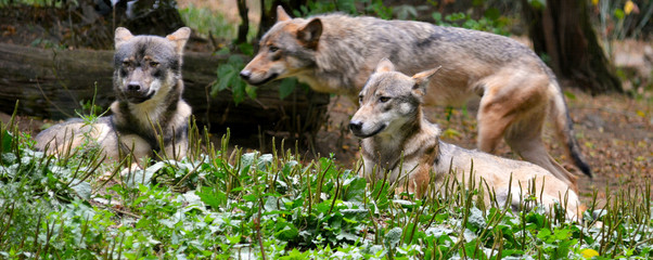 Friendly family of wolves. Three wolves on green grass. Stock photo. © Moneynetar 