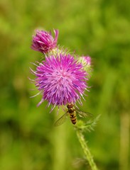 Volucella zonaria on a thistle